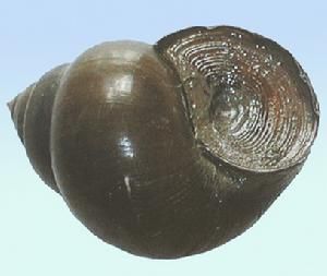 水生生物有哪些简单常见,水生常见生物