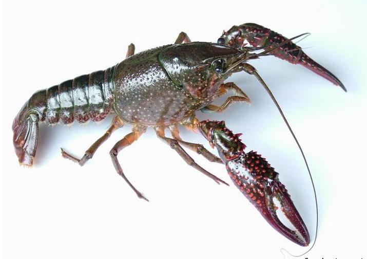 水生生物有哪些简单常见,水生常见生物