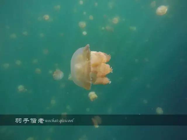 帕劳的旅游时长是多少,帕劳旅游找哪个旅行社