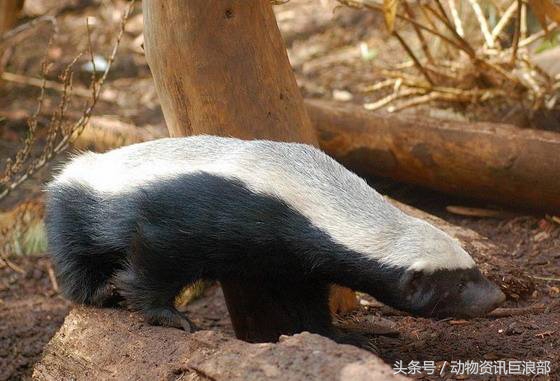 蜜獾厉害还是毒蛇厉害,蜜獾所有蛇都不怕吗