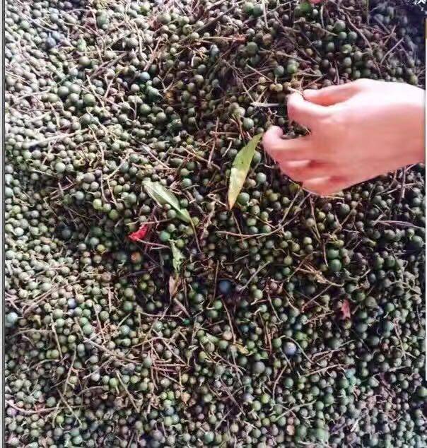 金刚菩提怎么区分大小金刚,红皮金刚菩提和黄皮金刚菩提