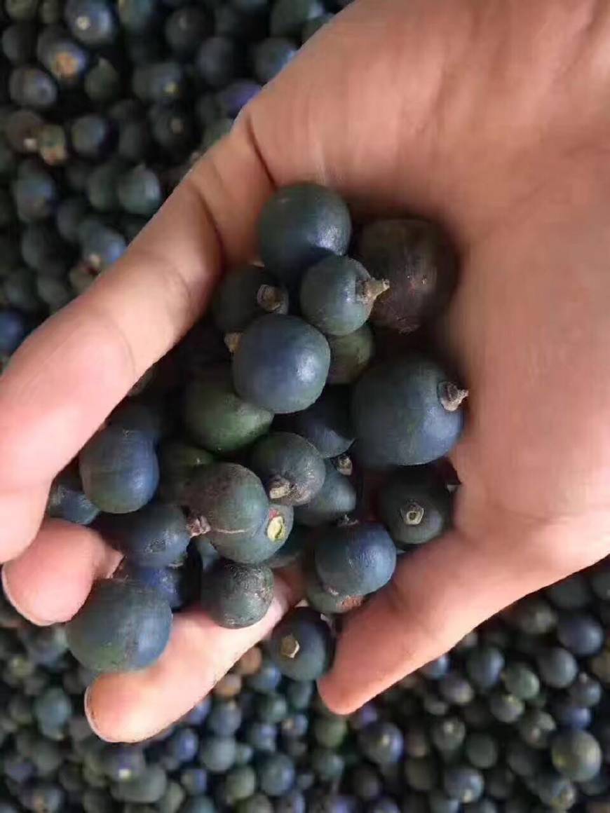 金刚菩提怎么区分大小金刚,红皮金刚菩提和黄皮金刚菩提