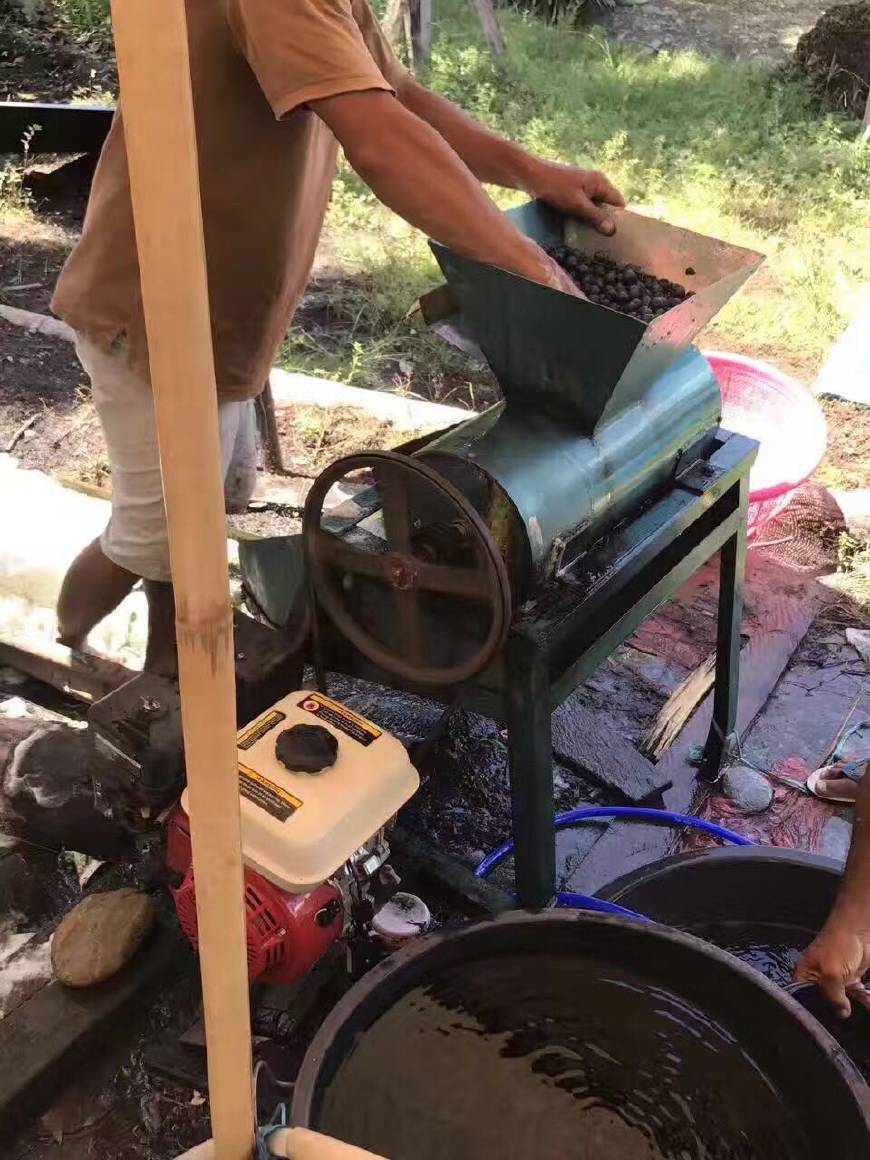 金刚菩提怎么区分大小金刚,红皮金刚菩提和黄皮金刚菩提