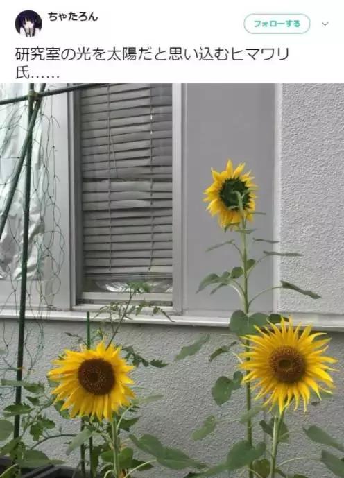 爆笑皮卡丘变形,爆笑皮卡丘韩国