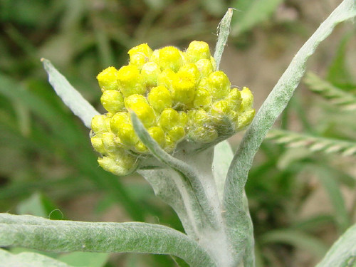 农村常见的中草药有哪些品种,农村常见100种中草药