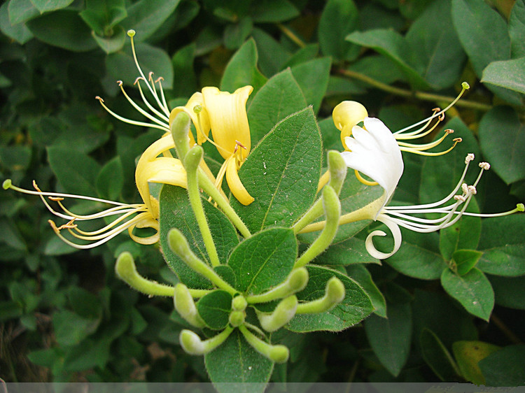 农村常见的中草药有哪些品种,农村常见100种中草药