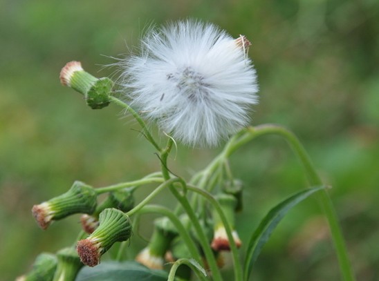 农村常见的中草药有哪些品种,农村常见100种中草药