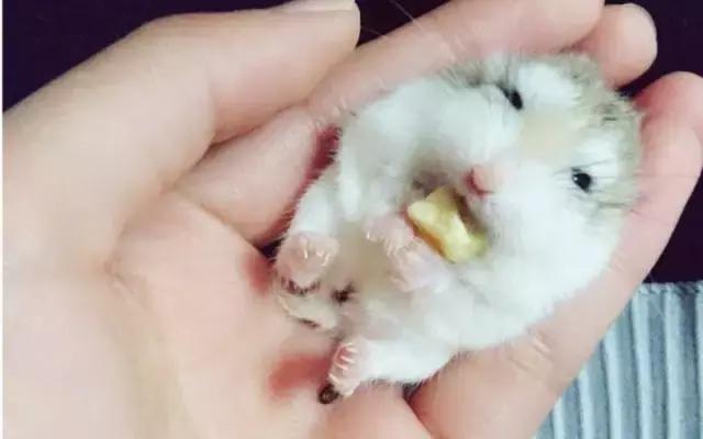 正确和仓鼠玩耍方法,如何跟仓鼠愉快的玩耍呢