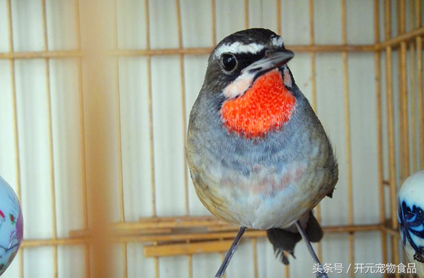 靛颏鸟得病,靛颏鸟喘气怎么回事