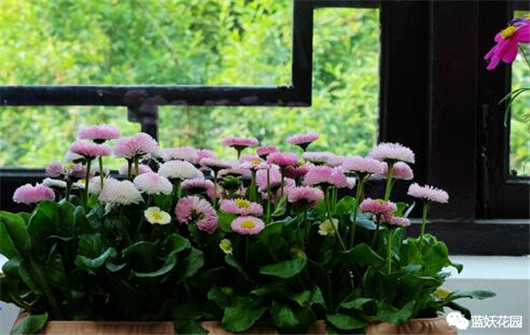 花一般是怎么养死的,养花新手必须知道的事