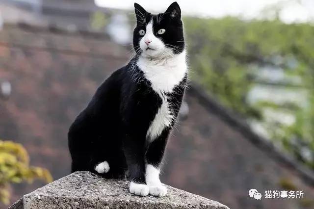 别了，图卢茨！瑞士第一猫