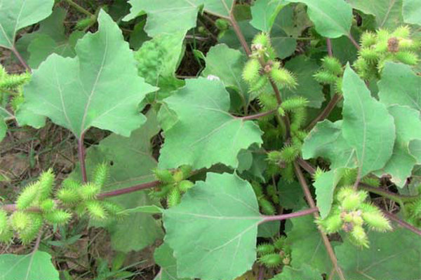 农村常见的中草药有哪些品种,农村常见100种中草药