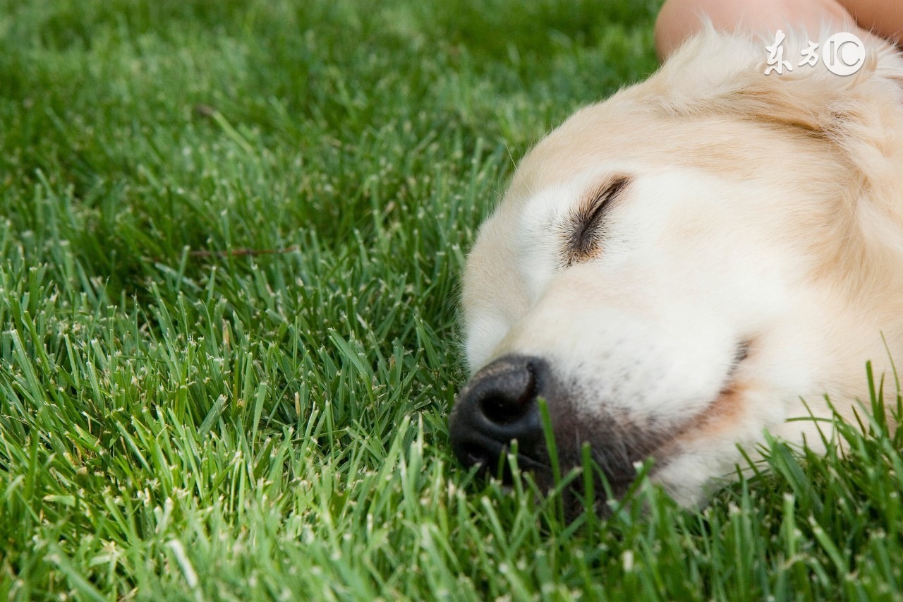 夏季宠物饲养需要注意什么,夏天宠物出行注意什么