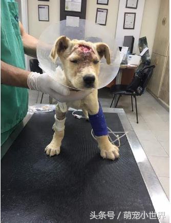 可怜两个月小流浪狗遭人虐待，尽管浑身伤口却不愿放弃生存的希望