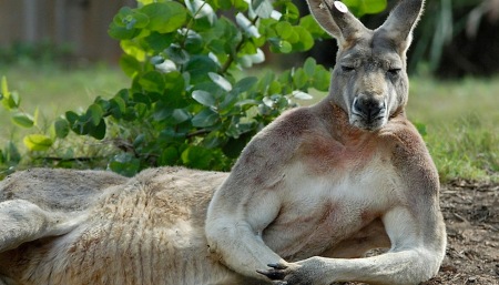 澳洲入境,记住这些套路