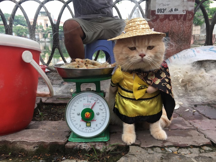 猫咪贴面膜,给猫咪敷面膜