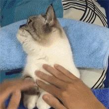 猫咪贴面膜,给猫咪敷面膜