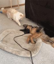 猫咪贴面膜,给猫咪敷面膜