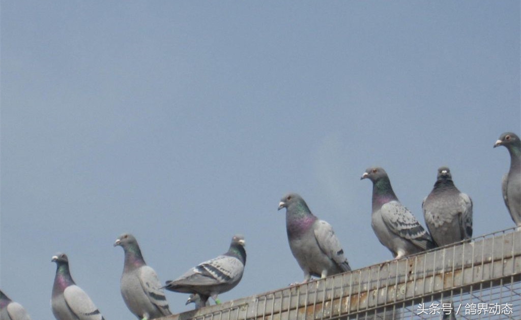 石板信鸽配对方法,信鸽最好的近亲配对方式