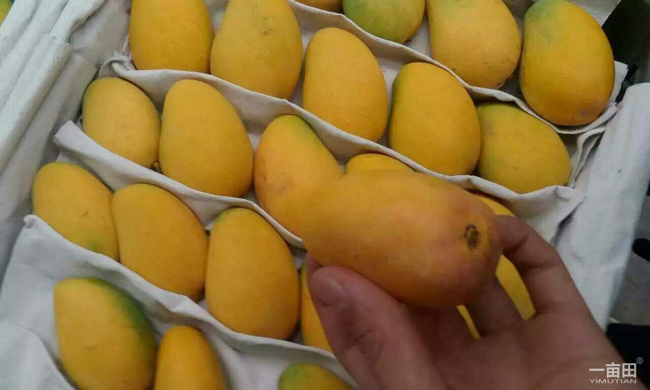 广西小台芒的规格,广西小台芒和金煌芒哪种好吃