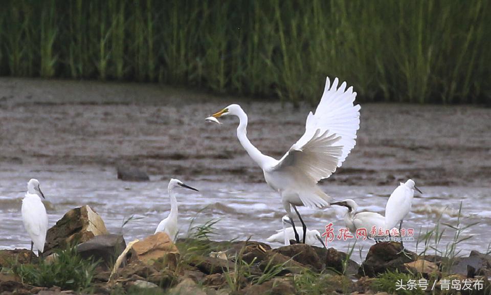 黑水河畔白鹭飞,墨水河里成群的小野鸭