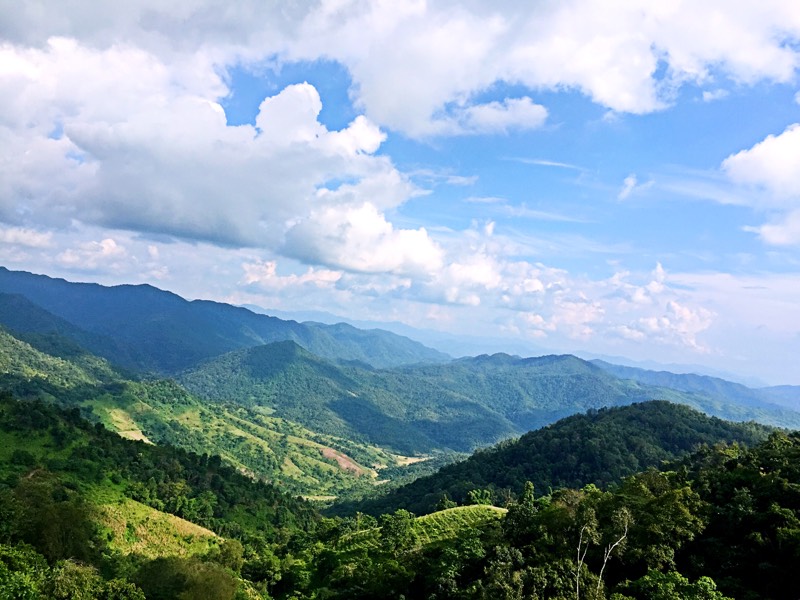 新六大茶山普洱茶特点,易武古六大茶山特点