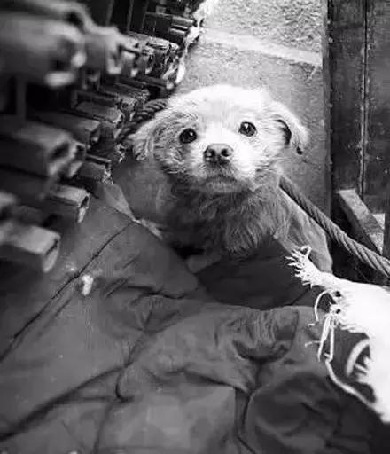 爱心传递：以领养代替购买，济宁300只狗狗求收留