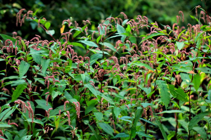农村常见的中草药功效解说,常见中草药的功效与作用