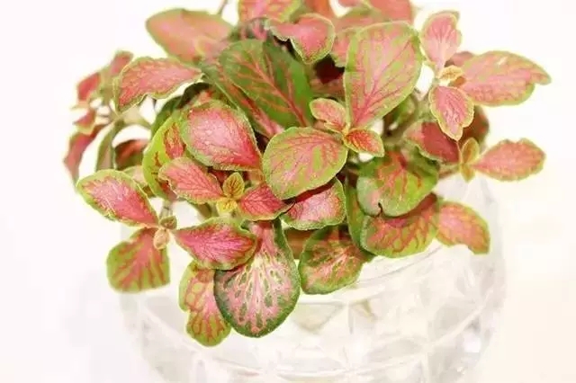 农村适合水培的植物,最适合水培的植物图片及名称