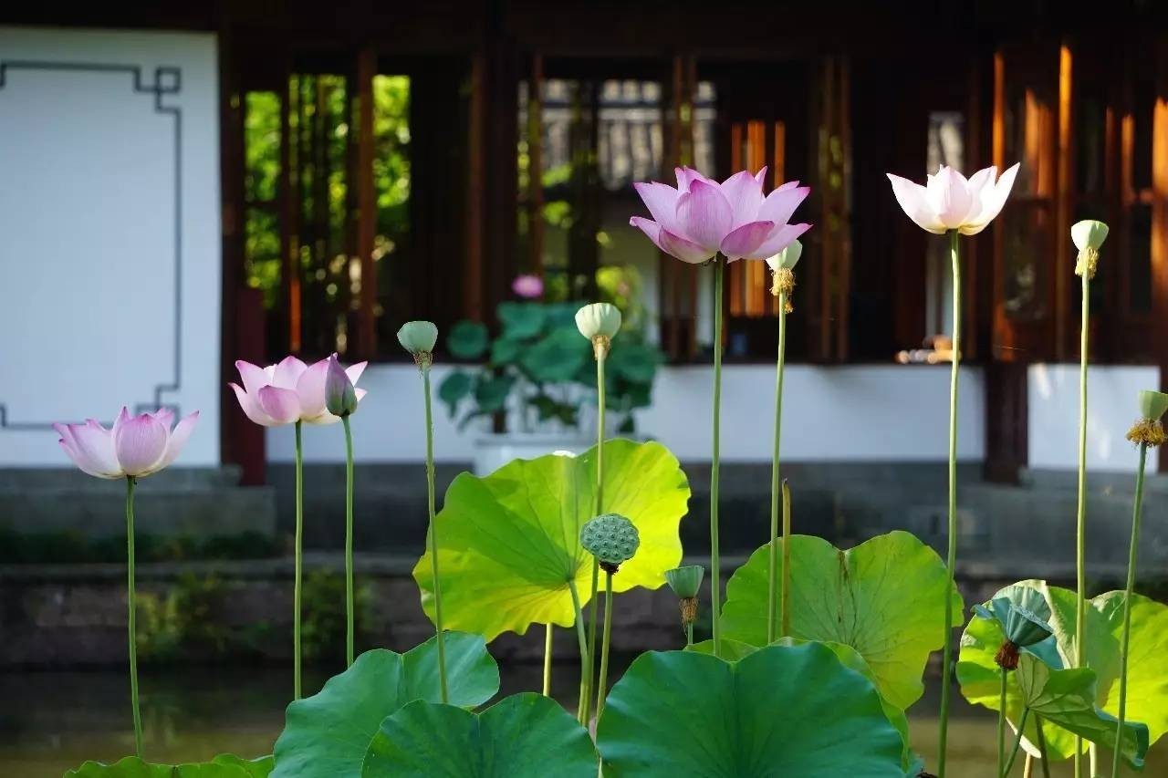 西湖荷花出售,西湖荷叶哪里有卖