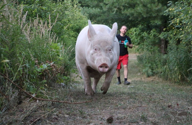 外国小哥以为自己买到了迷你猪,国外小哥养宠物猪