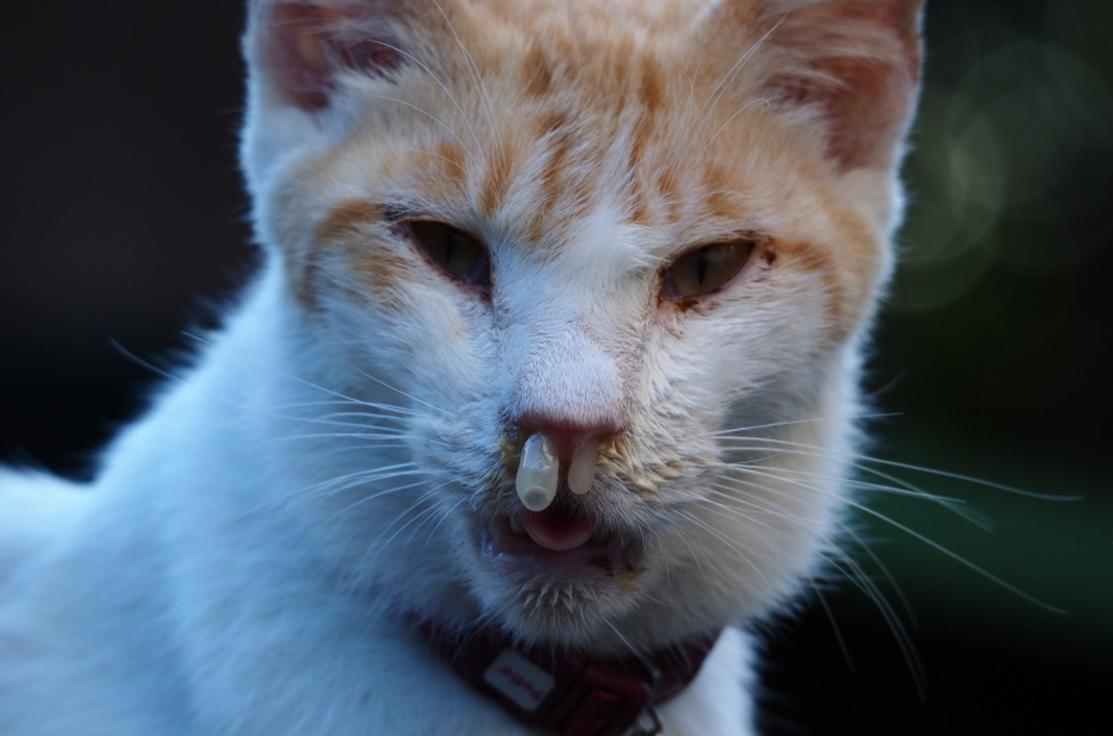 一只全方位无死角美颜的喵，和一只360度无死角的丑猫，对比伤害有多大——简直没眼看了