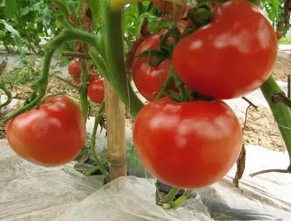 分析蔬菜行情有技巧，有些要看换茬，有些要看换地（附广州江南0725菜价）