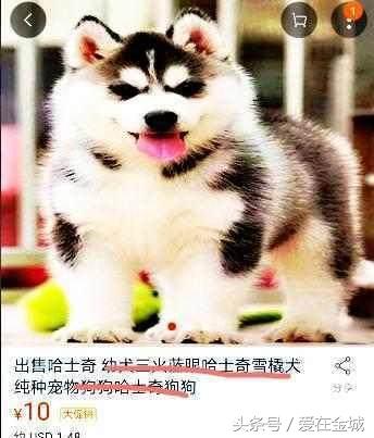 网友买哈士奇,网友买了一只50元的宠物