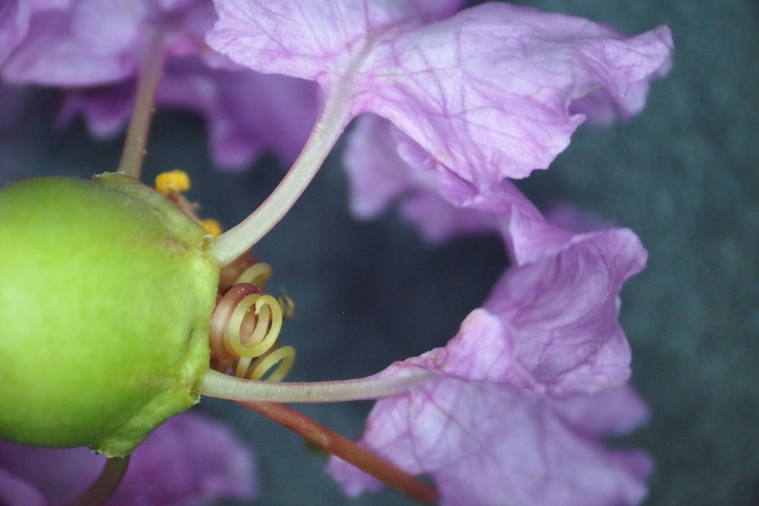 紫薇皮图片,百日红紫薇长花苞后多久开视频