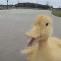 口述:真实*鸭做**子的血泪日记