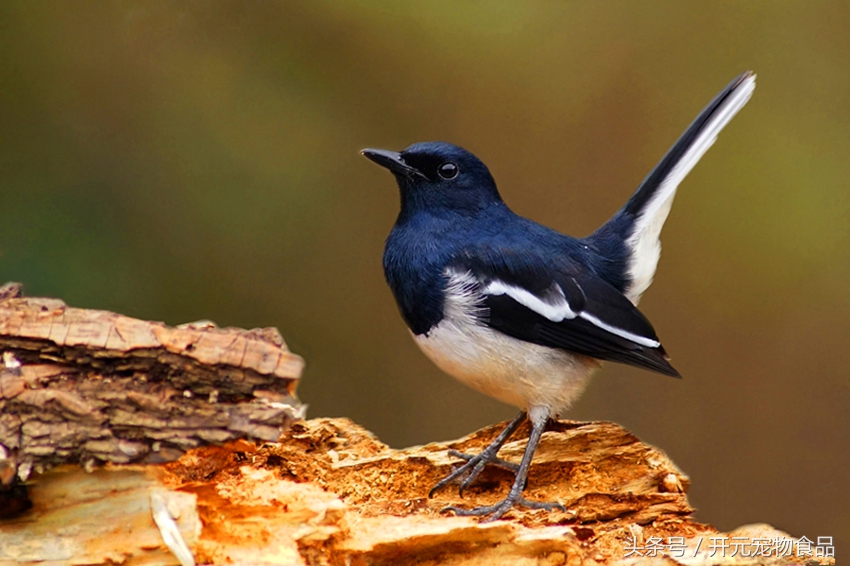 请不要在叫我喜鹊,我是四喜鸟