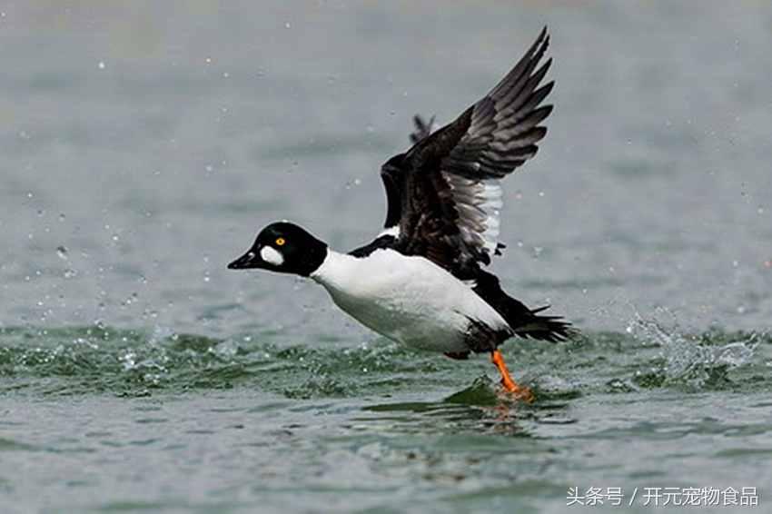 请不要在叫我喜鹊,我是四喜鸟
