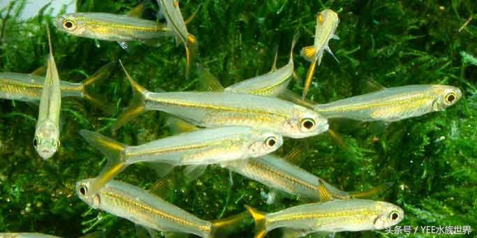 观赏鱼各种活食,观赏鱼动物性饲料有哪些