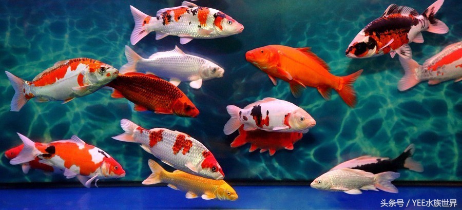 观赏鱼各种活食,观赏鱼动物性饲料有哪些