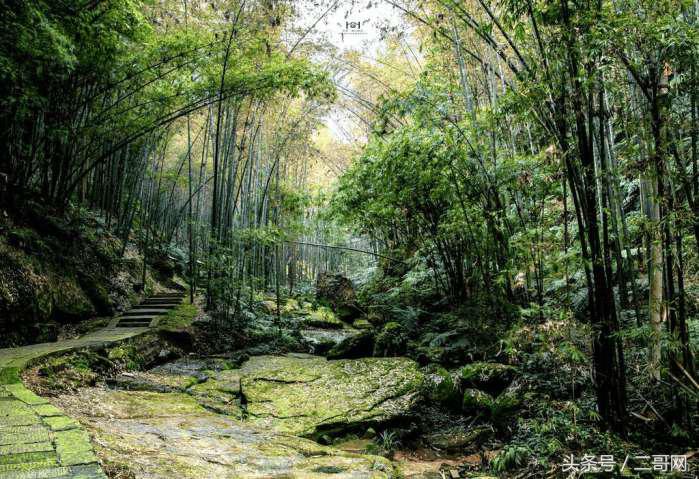 从身到心的清净！国内最美竹海你都去过吗？