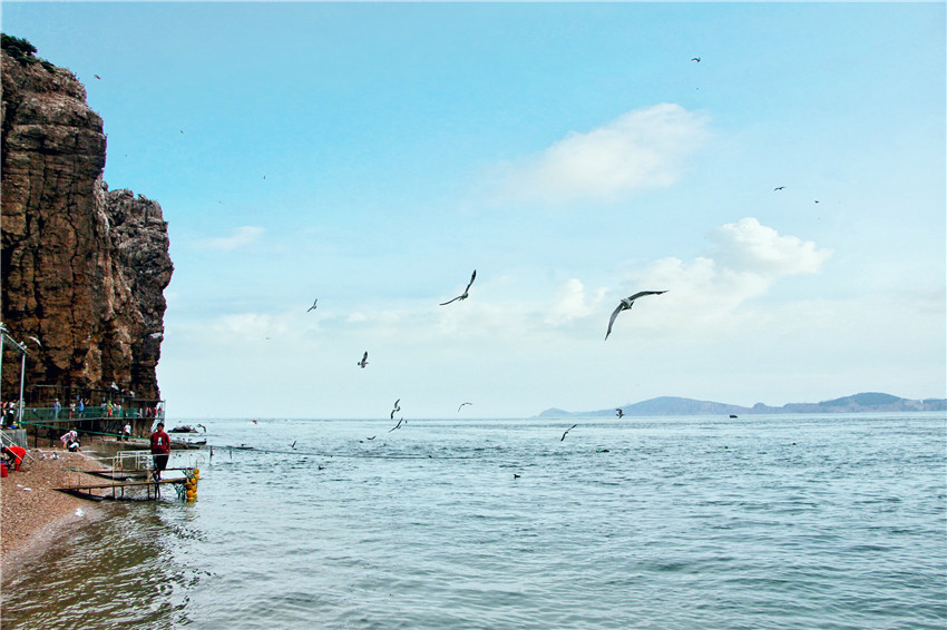 荣成海驴岛一年四季都有海鸥吗,国外海岛看海鸥