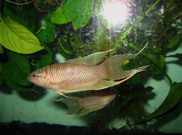 中国人工养殖的鱼都有什么,中国适合养殖的原生鱼