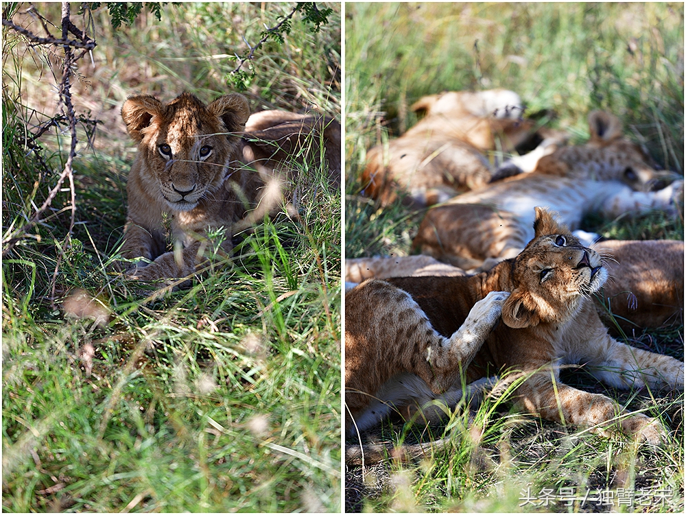非洲马赛人有多厉害狮子都被吓跑,马赛人手拿一支长矛单挑一头狮子