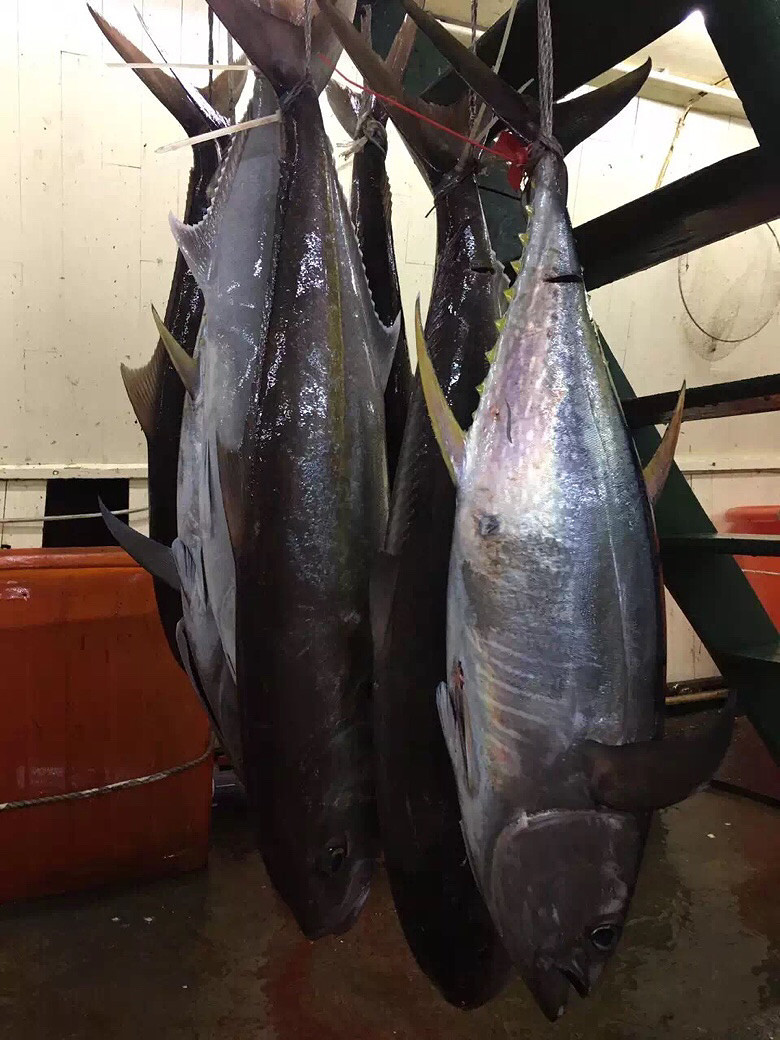 帕劳有什么玩的,帕劳出行攻略