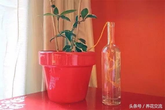盆栽植物怎么控水快,盆栽植物浇水的正确方法
