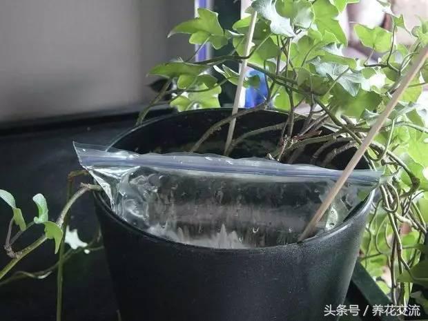 盆栽植物怎么控水快,盆栽植物浇水的正确方法