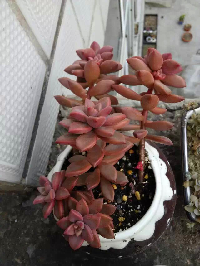 多肉长出盆外了怎么办,多肉盆里长出黄色菌