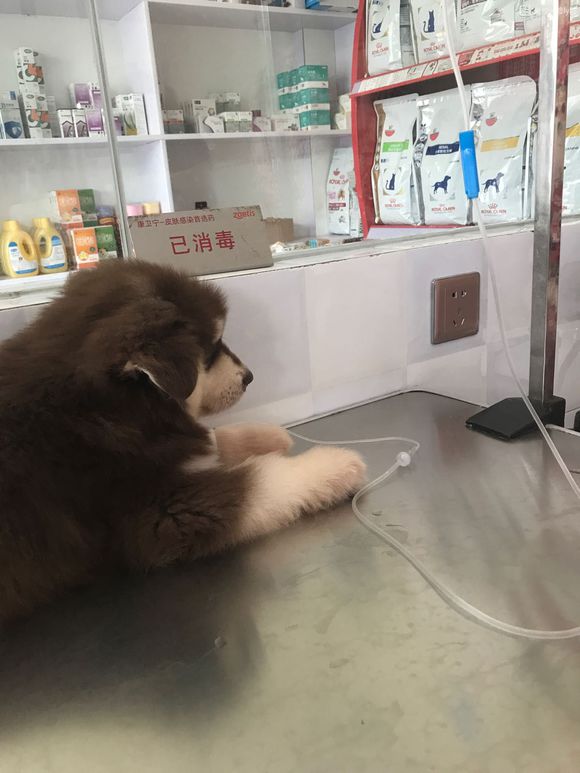 阿拉斯加得细小治好有后遗症吗,阿拉斯加得细小治疗多少钱