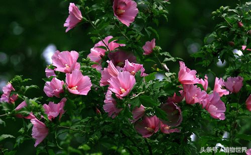 木槿花温柔的坚持,温柔的坚持全集